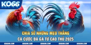 Chia Sẻ Những Mẹo Thắng Cá Cược Đá Gà Từ Cao Thủ 2025