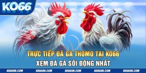 Trực Tiếp Đá Gà Thomo Tại Ko66 - Xem Đá Gà Sôi Động Nhất